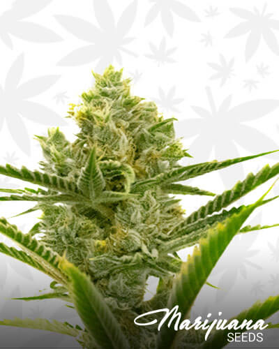 Critical plus 2