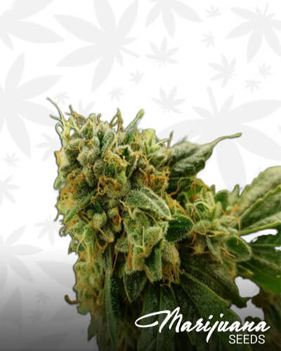 Crown OG