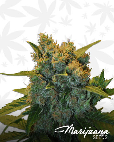 Crystalberry