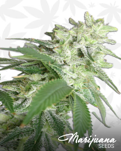 Dakini Kush