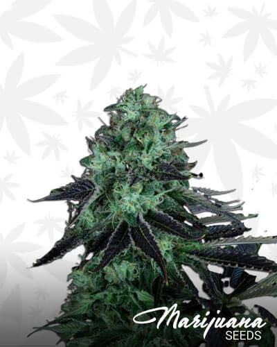 Dark Star