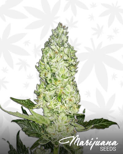 Darkside OG