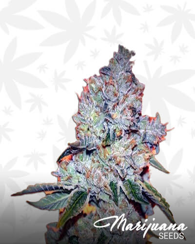 Darth Vader OG