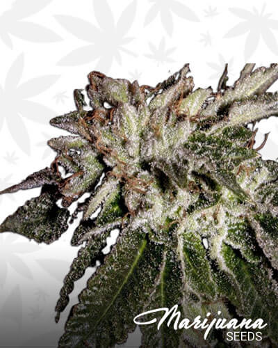 Death Bubba