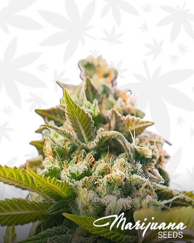 Death Star OG