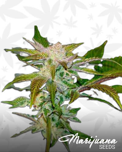 Dolla Sign OG Kush