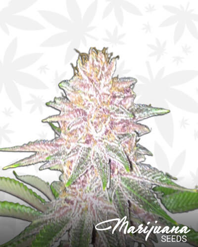 Double Purple Doja
