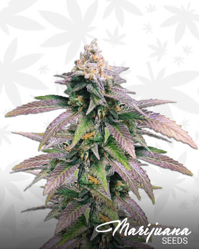 Dream Berry