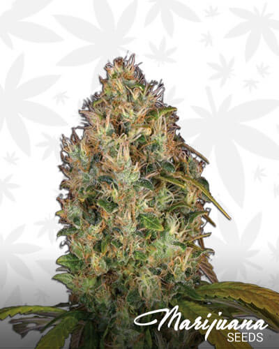 Dutch Kush