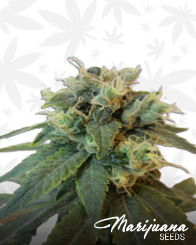 Emerald OG