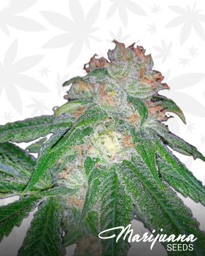Extreme OG