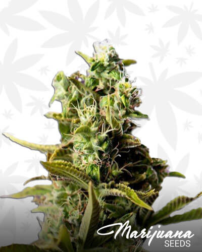 Face Off OG