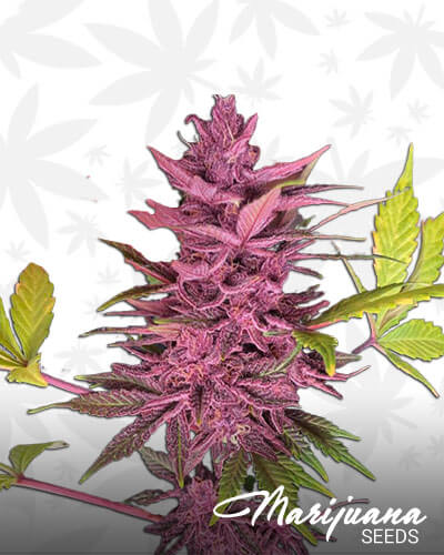 Fat Purple