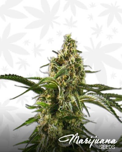 Flo OG