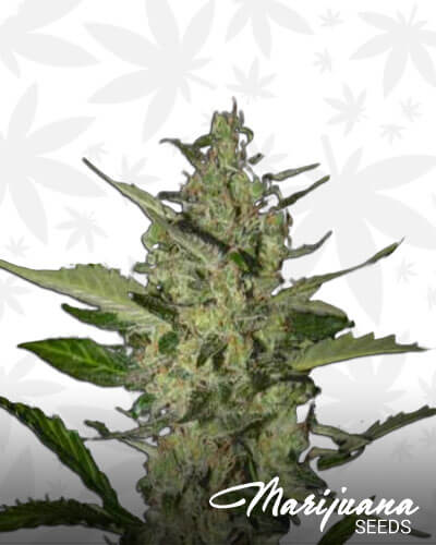 Flowerbomb Kush