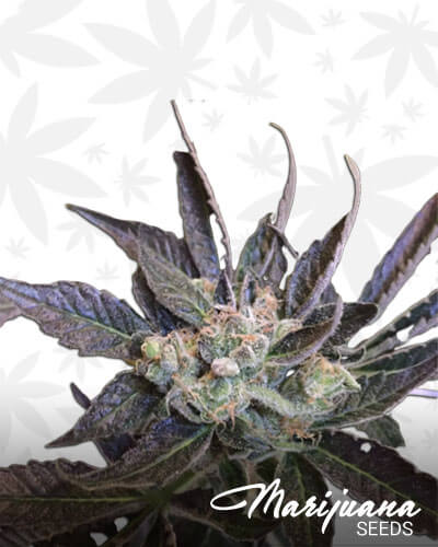 Fred Flipn’ Stoned