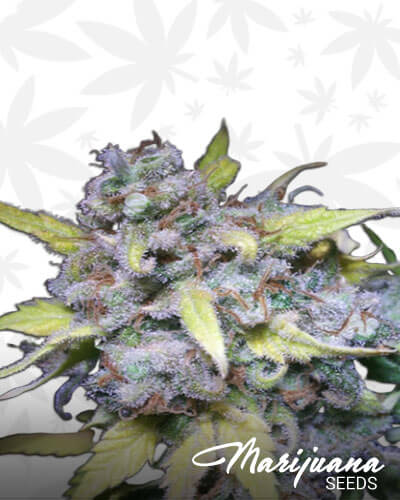 Frosty