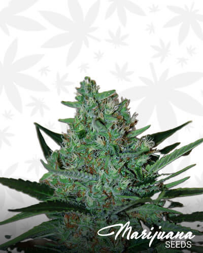 Fruity Chronic Juice