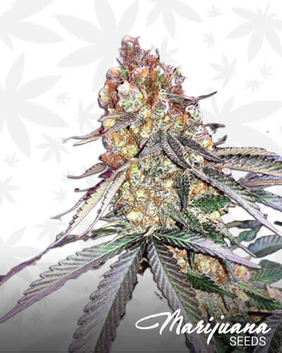 Gandalf OG