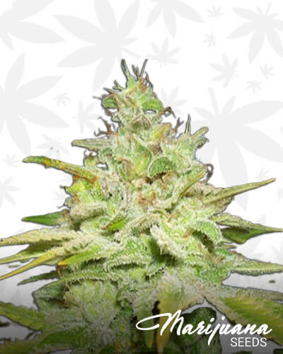 Garlic Bud
