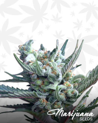 Ghost OG Moonshine