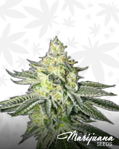 Ghost Rider OG