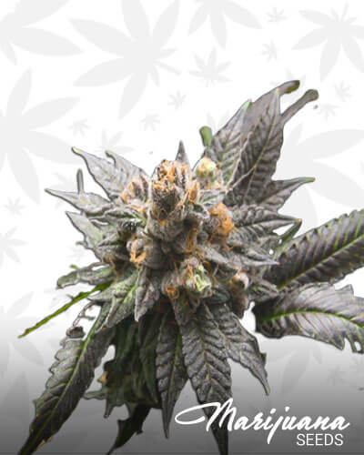 God Bud