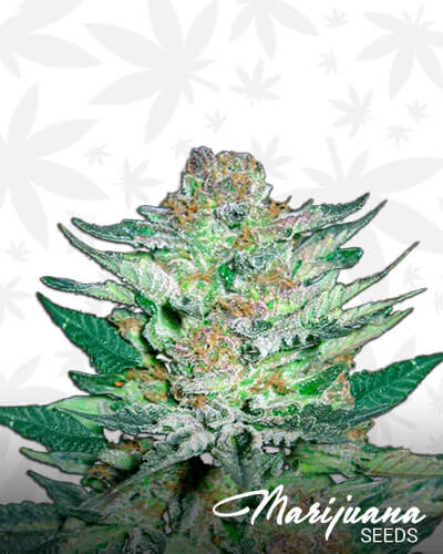 Godberry 1