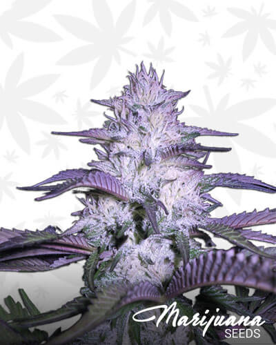 Godfather OG