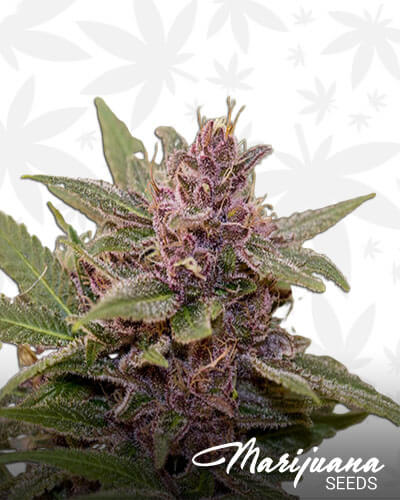 Godfather Purple Kush