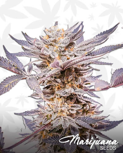 Grand Doggy Purps