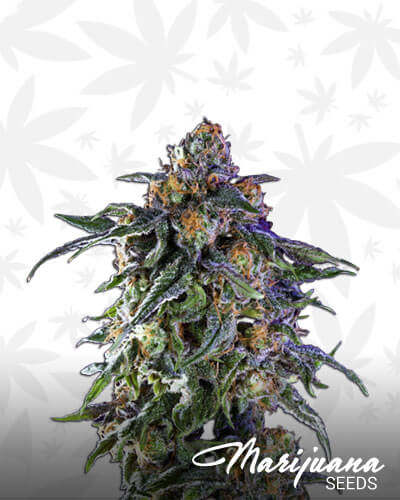 Granddaddy Purple