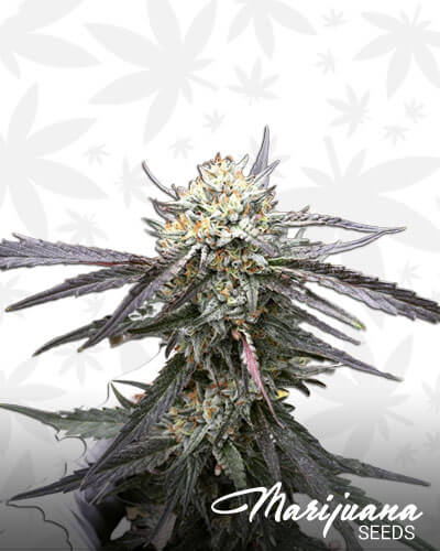 Grandpa Larry OG