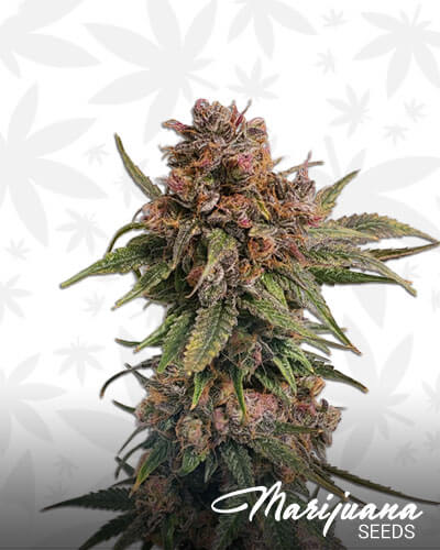 Grandpa’s Breath