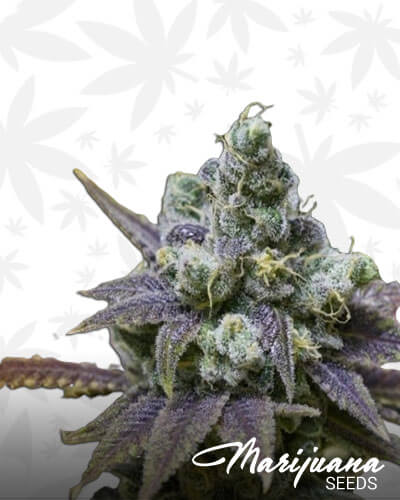 Grape Ape