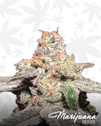 Grape Cookies