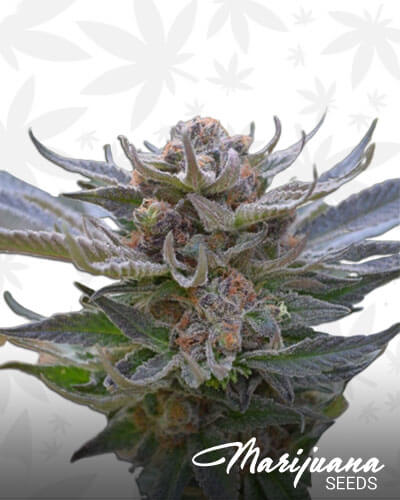 Grape Krush