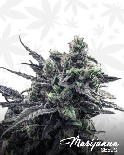 Grape Skunk