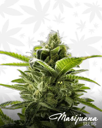 Grape Valley Kush