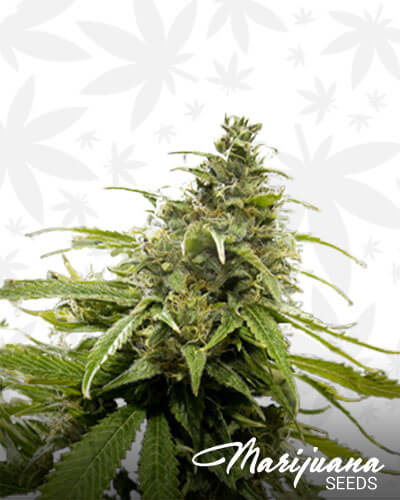 Green Dragon