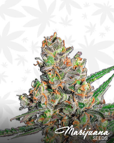 Green Love Potion