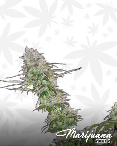 Green Mango