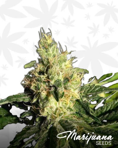Green Poison