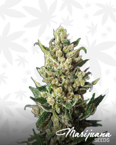 Guido Kush
