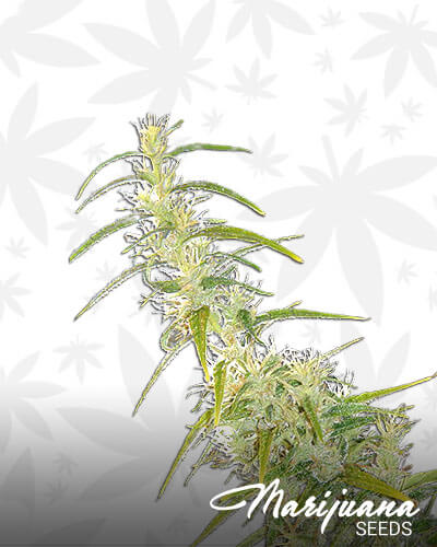 Hades Haze