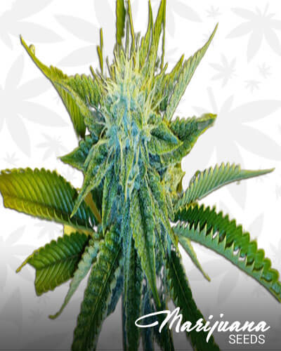Hades OG