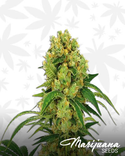 Hardcore OG