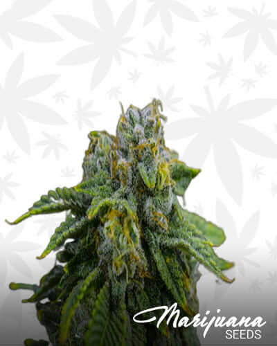 Hashbar OG