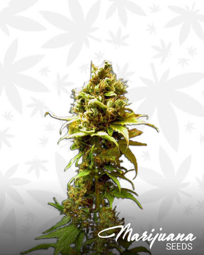 Hashberry