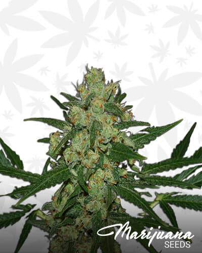 Hawaiian Delight